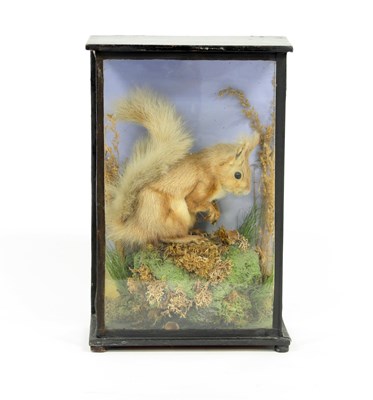 Lot 690 - A taxidermy red squirrel in a glazed case,...