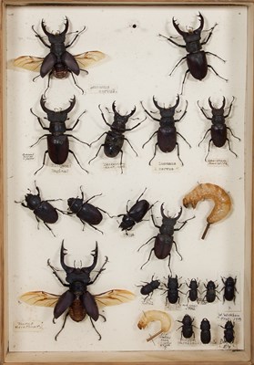 Lot 691 - Twelve display cases of 19th Century insects...