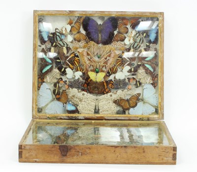 Lot 358 - A folding case of butterfly and beetle...