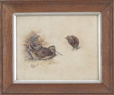 Lot 511 - A H Vivian/Study of Partridge/Study of...