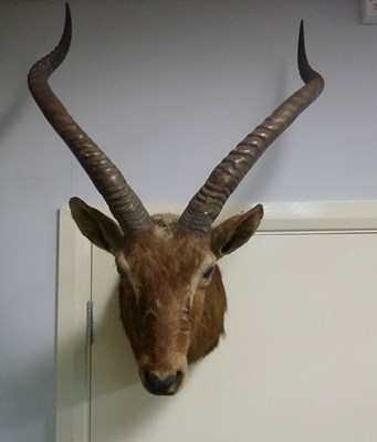 Lot 955 - A taxidermy specimen of an antelope, head and...