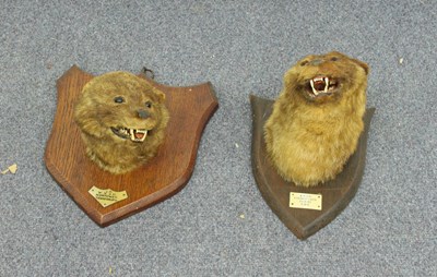 Lot 964 - Two mounted otter heads, WVOH, Northway,...