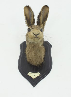 Lot 966 - A taxidermy hare's head, mounted on a shield...