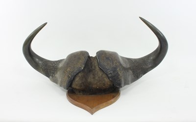 Lot 967 - A pair of water buffalo horns, mounted on an...