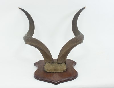 Lot 968 - A pair of antelope horns, mounted on an oak...