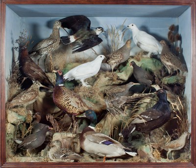 Lot 743 - A taxidermy case containing game birds...