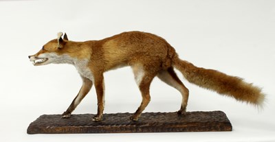 Lot 503 - A taxidermy fox, mounted standing on a wooden...