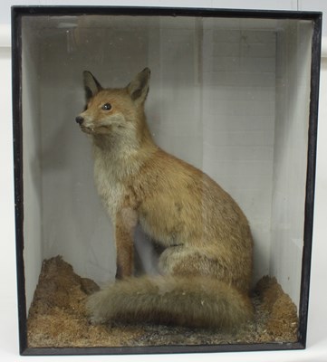 Lot 521 - A taxidermy display of a seated fox, 19th...