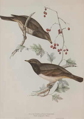 Lot 1045 - After J and E Gould/Black-Throated...