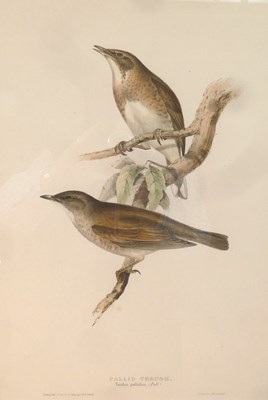 Lot 1046 - After J and E Gould/Pallid Thrush/Rock...