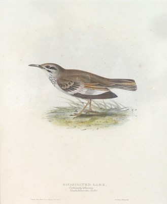 Lot 1047 - After J and E Gould/Bifasciated Lark/Crested...