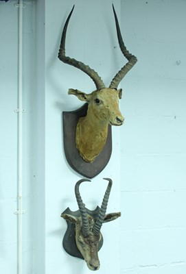 Lot 410 - A taxidermy head of a gazelle, mounted on a...