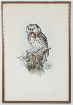 Lot 510 - After J. Gould & H. C. Richter/Owls/six hand...