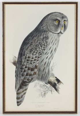 Lot 512 - After Edward Lear/Owls/three hand coloured...