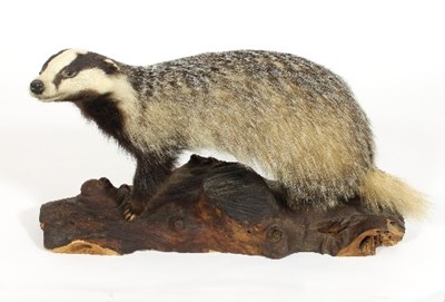 Lot 854 - A taxidermy badger mounted on log, 76cm wide