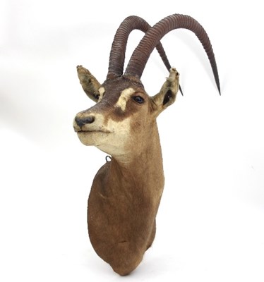 Lot 855 - A taxidermy head of a sable antelope, 112 cm...