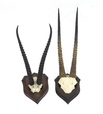 Lot 856 - A pair of antelope horns with skull, mounted...