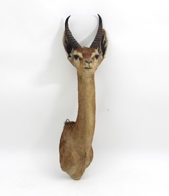 Lot 857 - A taxidermy gazelle head, 69cm high