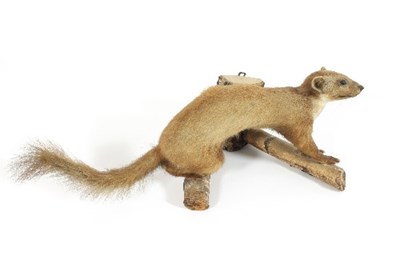 Lot 858 - A taxidermy pine marten, mounted on a log,...