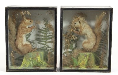 Lot 859 - A pair of Edwardian taxidermy squirrels, each...