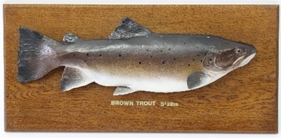 Lot 175 - A brown trout mounted on a board, 30.5cm x 66.5cm