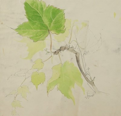 Lot 320 - Barbara Dorf (1933-2016)/Study of Vine...