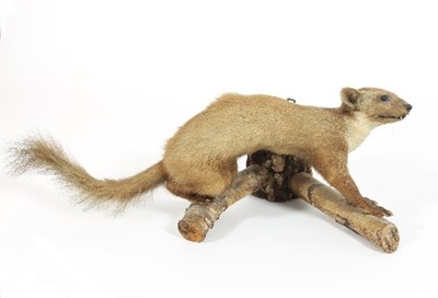 Lot 844 - A taxidermy pine marten, mounted on a log,...