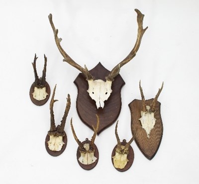 Lot 878 - A set of fallow antlers on a shield-shaped...