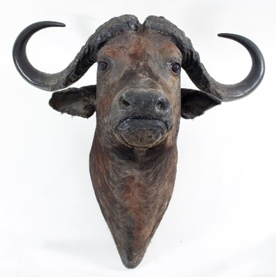 Lot 879 - A taxidermy Cape buffalo head, horn span 110cm