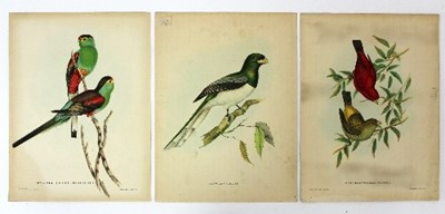 Lot 745 - C Hullmandel after J & E Gould/Common...