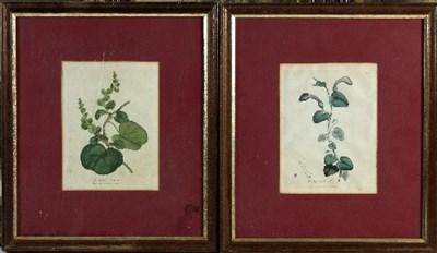 Lot 758 - Two botanical prints published by Dr Woodville...