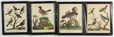 Lot 761 - J Pass after G Edwards/Ornithological Studies/...