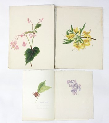 Lot 175 - Nicole Hornby/Botanical Studies/three...