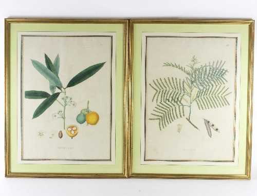 Lot 253 - After Sir Joseph Banks Xanthochymus Pictorius...