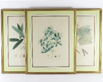 Lot 253 - After Sir Joseph Banks Xanthochymus Pictorius...