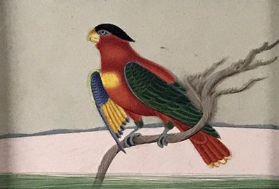 Lot 339 - 19th Century Company School/Exotic Birds...