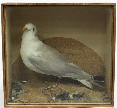 Lot 1205 - A taxidermy seagull within a glass fronted...