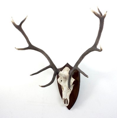 Lot 1207 - A pair of red deer antlers, intact with skull...