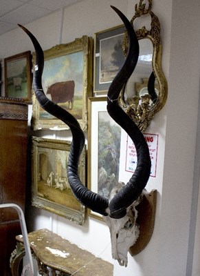 Lot 1208 - A Kudu skull with horns, 87cm long