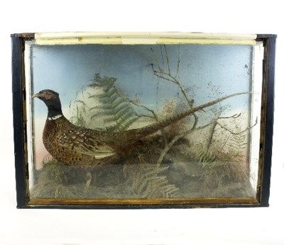 Lot 1209 - A taxidermy cock pheasant, in a naturalistic...