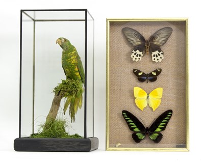 Lot 495 - A taxidermy Australian parrot in a glazed case...