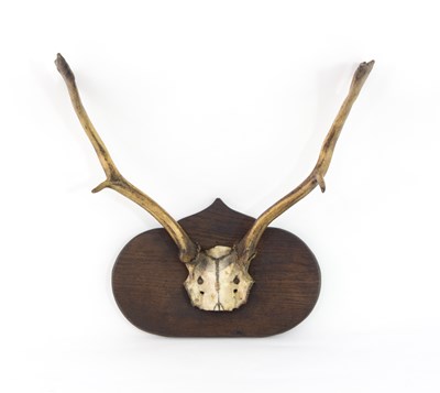 Lot 496 - A pair of fallow deer antlers mounted on a...