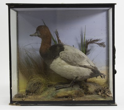 Lot 497 - A taxidermy Canvasback duck in a glazed case,...