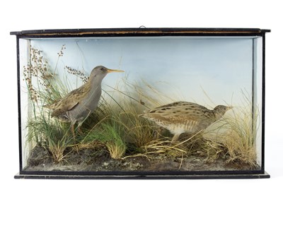 Lot 498 - A pair of taxidermy corncrake in a glazed case,...