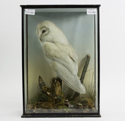 Lot 499 - A taxidermy barn owl in a glazed case, 44.5cm...