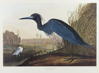 Lot 906 - After John James Audubon/The Blue...