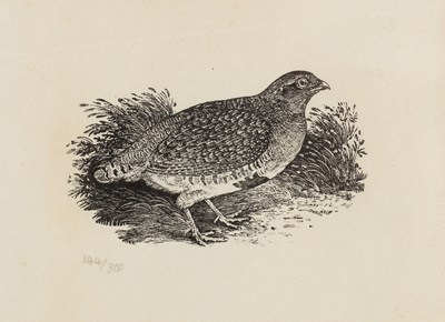 Lot 610 - Thomas Berrick/Partridge/Lesser Redpole/one...