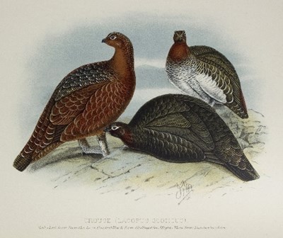 Lot 112 - Millais (John G) Game Birds and...