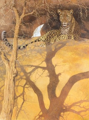 Lot 718 - Kim Donaldson (Zimbabwean, born 1952)/Leopard...