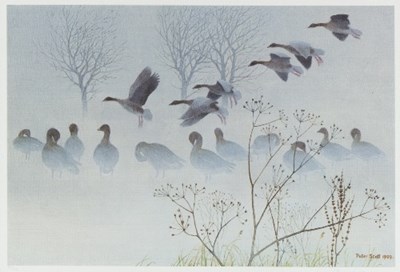 Lot 231 - After Peter Scott/Ground Mist -...